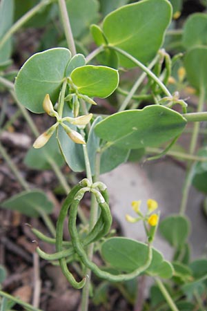 Coronilla scorpioides \ Skorpions-Kronwicke / Annual Scorpion Vetch, I Liguria, Pietrabruna 30.5.2013