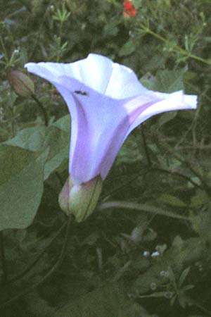 Calystegia silvatica \ Wald-Zaunwinde / Large Bindweed, Giant Bindweed, I Liguria, Finalborgo 31.5.2013
