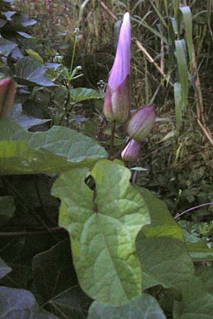 Calystegia silvatica \ Wald-Zaunwinde / Large Bindweed, Giant Bindweed, I Liguria, Finalborgo 31.5.2013