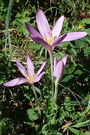 Colchicum autumnale \ Herbst-Zeitlose / Meadow Saffron, Autumn Crocus, I Liguria, Passo di Cento Croci 27.9.2023
