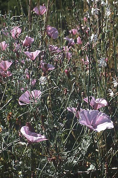 Convolvulus cantabrica \ Kantabrische Winde / Southern Bindweed, I Promontorio del Gargano, Mattinata 30.4.1985