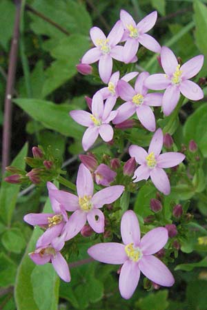 Centaurium pulchellum \ Kleines Tausendgldenkraut / Branched Centaury, I Urbino 9.6.2007