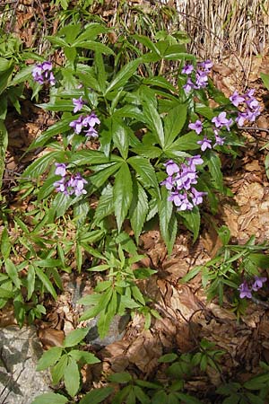 Cardamine pentaphyllos \ Fnfblttrige Zahnwurz, Finger-Zahnwurz / Five-Leaved Coral-Root, I Liguria, Monte Beigua 24.5.2013