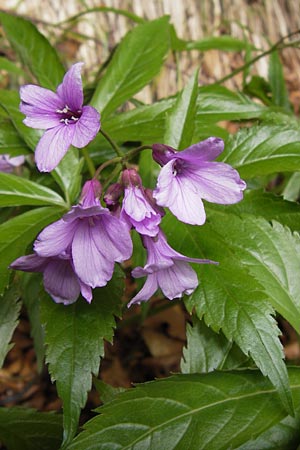 Cardamine pentaphyllos \ Fnfblttrige Zahnwurz, Finger-Zahnwurz / Five-Leaved Coral-Root, I Liguria, Monte Beigua 24.5.2013