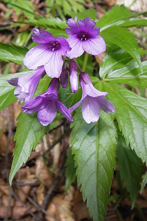 Cardamine pentaphyllos \ Fnfblttrige Zahnwurz, Finger-Zahnwurz / Five-Leaved Coral-Root, I Liguria, Monte Beigua 24.5.2013