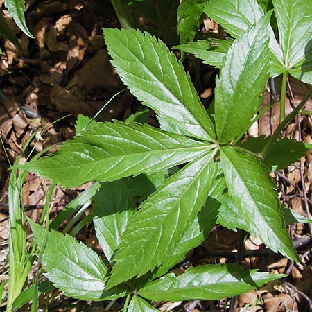 Cardamine pentaphyllos \ Fnfblttrige Zahnwurz, Finger-Zahnwurz / Five-Leaved Coral-Root, I Liguria, Monte Beigua 24.5.2013