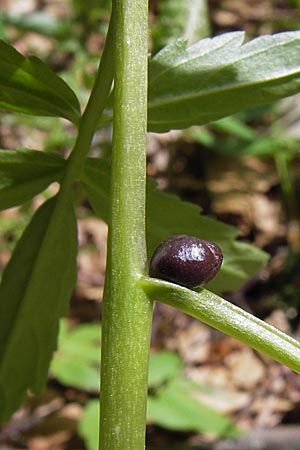 Cardamine pentaphyllos \ Fnfblttrige Zahnwurz, Finger-Zahnwurz / Five-Leaved Coral-Root, I Liguria, Monte Beigua 24.5.2013
