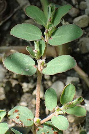 Chamaesyce prostrata \ Hingestreckte Wolfsmilch / Trailing Red Spurge, Prostrate Spurge, I Liguria, Borzonasca 29.9.2023