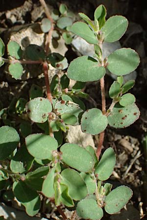 Chamaesyce prostrata \ Hingestreckte Wolfsmilch / Trailing Red Spurge, Prostrate Spurge, I Liguria, Borzonasca 29.9.2023