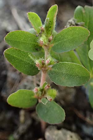 Chamaesyce prostrata \ Hingestreckte Wolfsmilch / Trailing Red Spurge, Prostrate Spurge, I Liguria, Borzonasca 29.9.2023