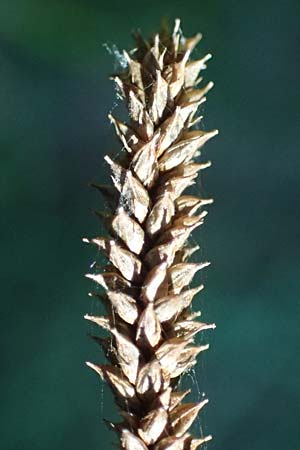 Carex pendula s.str. \ Westliche H�nge-Segge / Western Pendulous Sedge, Western Hanging Sedge, I Liguria, Deiva Marina 30.9.2023