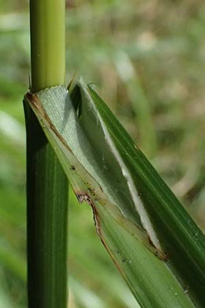 Carex pendula s.str. \ Westliche H�nge-Segge / Western Pendulous Sedge, Western Hanging Sedge, I Liguria, Deiva Marina 30.9.2023