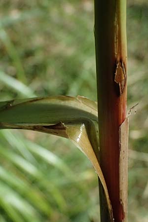 Carex pendula s.str. \ Westliche H�nge-Segge / Western Pendulous Sedge, Western Hanging Sedge, I Liguria, Deiva Marina 30.9.2023