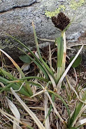 Carex parviflora \ Kleinbl�tige Segge / Small-Flowered Sedge, I Passo di Gavia 6.7.2026