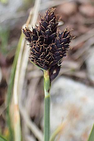 Carex parviflora \ Kleinbl�tige Segge / Small-Flowered Sedge, I Passo di Gavia 6.7.2026