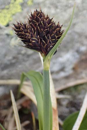 Carex parviflora \ Kleinbl�tige Segge / Small-Flowered Sedge, I Passo di Gavia 6.7.2026
