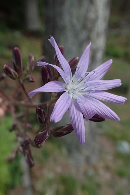 Cicerbita plumieri \ Franz�sischer Milchlattich / Hairless Blue Sow-Thistle, I Bormio Botan. Gar. Rezia 8.7.2026