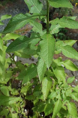 Cicerbita plumieri \ Franz�sischer Milchlattich / Hairless Blue Sow-Thistle, I Bormio Botan. Gar. Rezia 8.7.2026