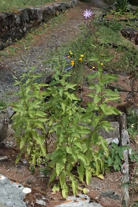 Cicerbita plumieri \ Franz�sischer Milchlattich / Hairless Blue Sow-Thistle, I Bormio Botan. Gar. Rezia 8.7.2026
