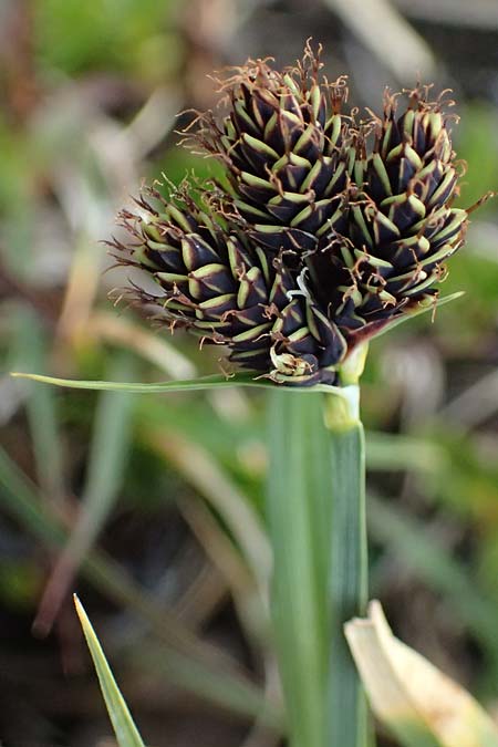 Carex parviflora \ Kleinbl�tige Segge / Small-Flowered Sedge, I Passo di Gavia 11.7.2026