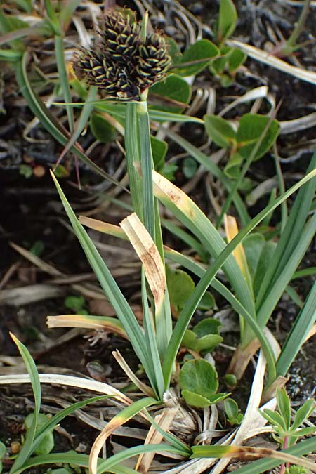 Carex parviflora \ Kleinbl�tige Segge / Small-Flowered Sedge, I Passo di Gavia 11.7.2026