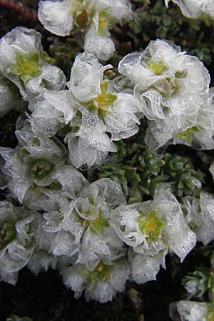 Paronychia kapela \ Kapela-Nagelkraut / Kapela Nailwort, I Campo Imperatore 5.6.2007
