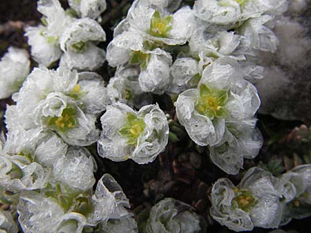 Paronychia kapela \ Kapela-Nagelkraut / Kapela Nailwort, I Campo Imperatore 5.6.2007