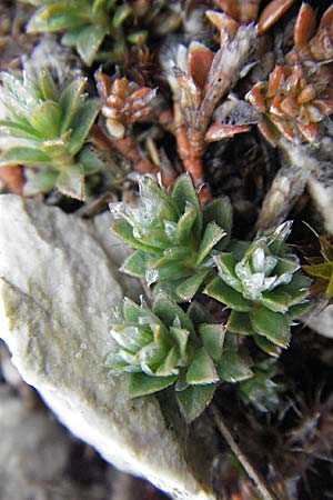Paronychia kapela \ Kapela-Nagelkraut / Kapela Nailwort, I Campo Imperatore 5.6.2007