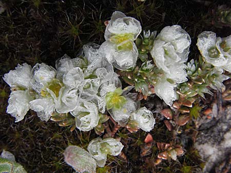 Paronychia kapela \ Kapela-Nagelkraut / Kapela Nailwort, I Campo Imperatore 5.6.2007