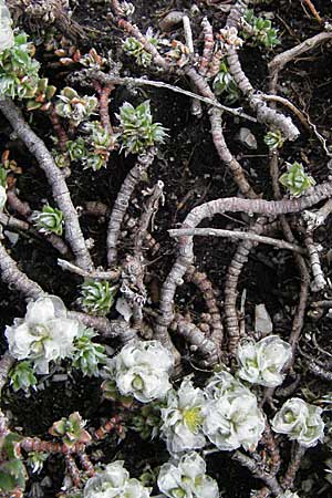 Paronychia kapela \ Kapela-Nagelkraut / Kapela Nailwort, I Monti Sibillini 8.6.2007
