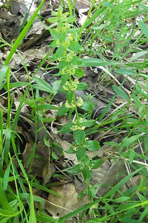 Cruciata verna \ Frhlings-Kreuzlabkraut, Kahles Kreuzlabkraut / Slender Crosswort, I Liguria, Sassello 22.5.2010