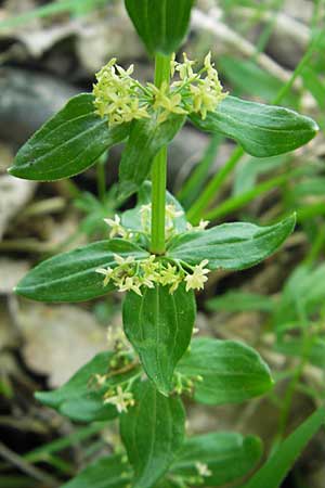 Cruciata verna \ Frhlings-Kreuzlabkraut, Kahles Kreuzlabkraut / Slender Crosswort, I Liguria, Sassello 22.5.2010