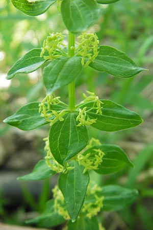 Cruciata verna \ Frhlings-Kreuzlabkraut, Kahles Kreuzlabkraut / Slender Crosswort, I Liguria, Sassello 22.5.2010