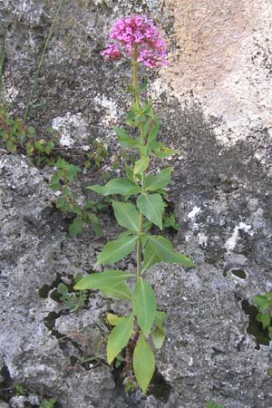 Centranthus ruber subsp. ruber \ Rote Spornblume / Red Valerian, I Finale Ligure 22.5.2013