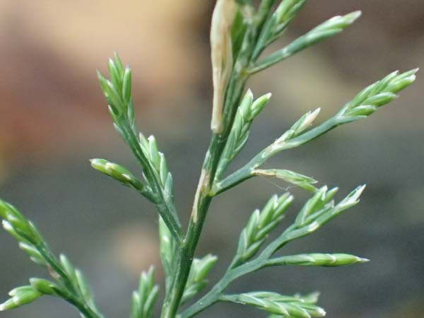 Catapodium rigidum \ Steifgras / Fern Grass, I Botan. Gar.  Bergamo 6.6.2017