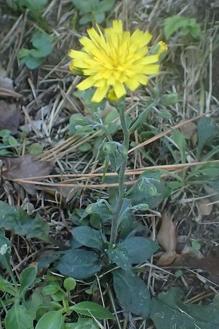 Crepis froelichiana subsp. froelichiana \ Froelichs Pippau / Froelich's Hawk's-Beard, I Liguria, Cinque Terre 28.9.2023