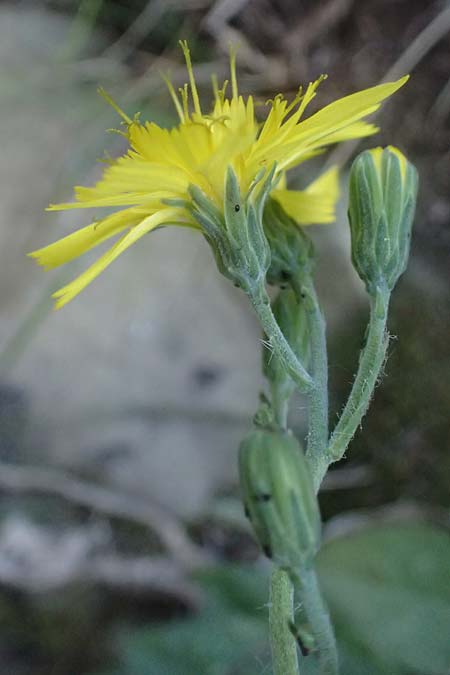 Crepis froelichiana subsp. froelichiana \ Froelichs Pippau / Froelich's Hawk's-Beard, I Liguria, Cinque Terre 28.9.2023