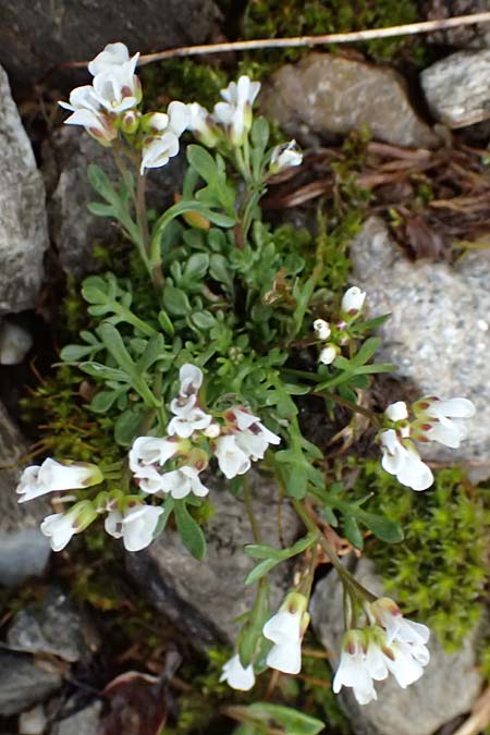 Cardamine resedifolia \ Resedenbl�ttriges Schaumkraut / Mignonette-Leaved Bitter-Cress, I Passo di Gavia 6.7.2026