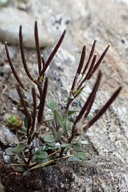 Cardamine resedifolia \ Resedenbl�ttriges Schaumkraut / Mignonette-Leaved Bitter-Cress, I Passo di Gavia 6.7.2026