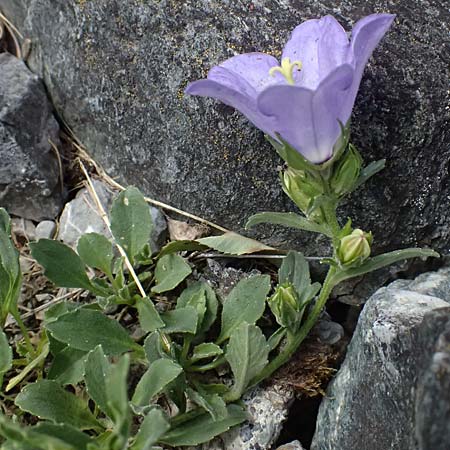 Campanula raineri \ Insubrische Glockenblume, Bergamasker Glockenblume / Rainer's Bellflower, I Bormio Botan. Gar. Rezia 8.7.2026