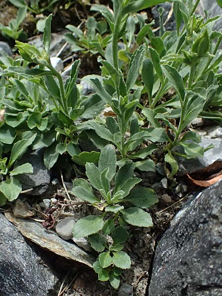 Campanula raineri \ Insubrische Glockenblume, Bergamasker Glockenblume / Rainer's Bellflower, I Bormio Botan. Gar. Rezia 8.7.2026