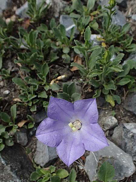 Campanula raineri \ Insubrische Glockenblume, Bergamasker Glockenblume / Rainer's Bellflower, I Bormio Botan. Gar. Rezia 8.7.2026