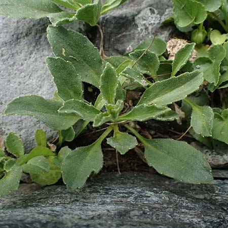 Campanula raineri \ Insubrische Glockenblume, Bergamasker Glockenblume / Rainer's Bellflower, I Bormio Botan. Gar. Rezia 8.7.2026