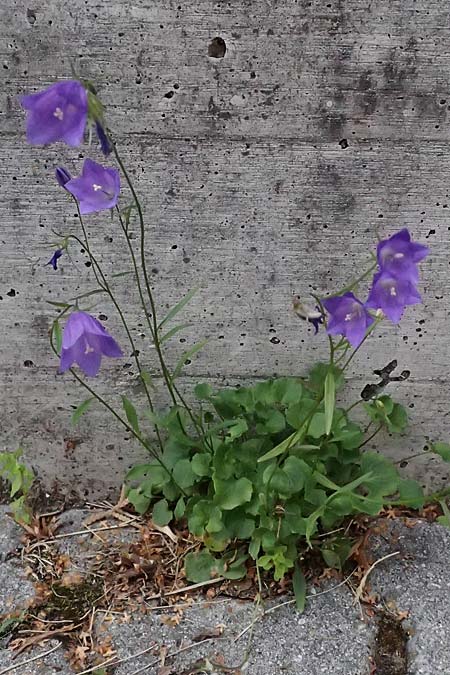 Campanula rotundifolia \ Rundbl�ttrige Glockenblume / Harebell, I Bormio 8.7.2026