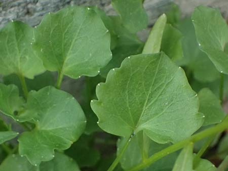 Campanula rotundifolia \ Rundbl�ttrige Glockenblume / Harebell, I Bormio 8.7.2026