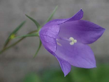 Campanula rotundifolia \ Rundbl�ttrige Glockenblume / Harebell, I Bormio 8.7.2026