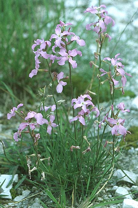 Matthiola valesiaca \ Walliser Levkoje / Hoary Stock, I Friaul/Friuli, Tagliamento Tal / Valley 15.5.2004