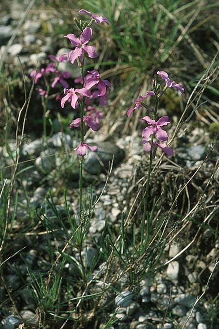 Matthiola valesiaca \ Walliser Levkoje / Hoary Stock, I Friaul/Friuli, Tagliamento Tal / Valley 15.5.2004