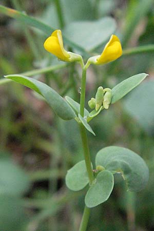 Coronilla scorpioides \ Skorpions-Kronwicke / Annual Scorpion Vetch, I San Benedetto del Tronco 6.6.2007