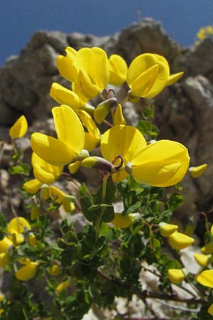 Cytisophyllum sessilifolium \ Sdlicher Geiklee, Blattstielloser Geiklee / Sessile-Leaved Tick Trefoil, I Norcia 7.6.2007